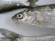 Probebefischung Dez.2009 005.jpg